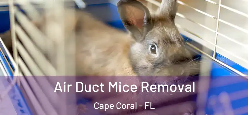 Air Duct Mice Removal Cape Coral - FL