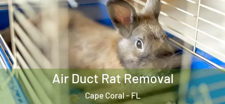 Air Duct Rat Removal Cape Coral - FL
